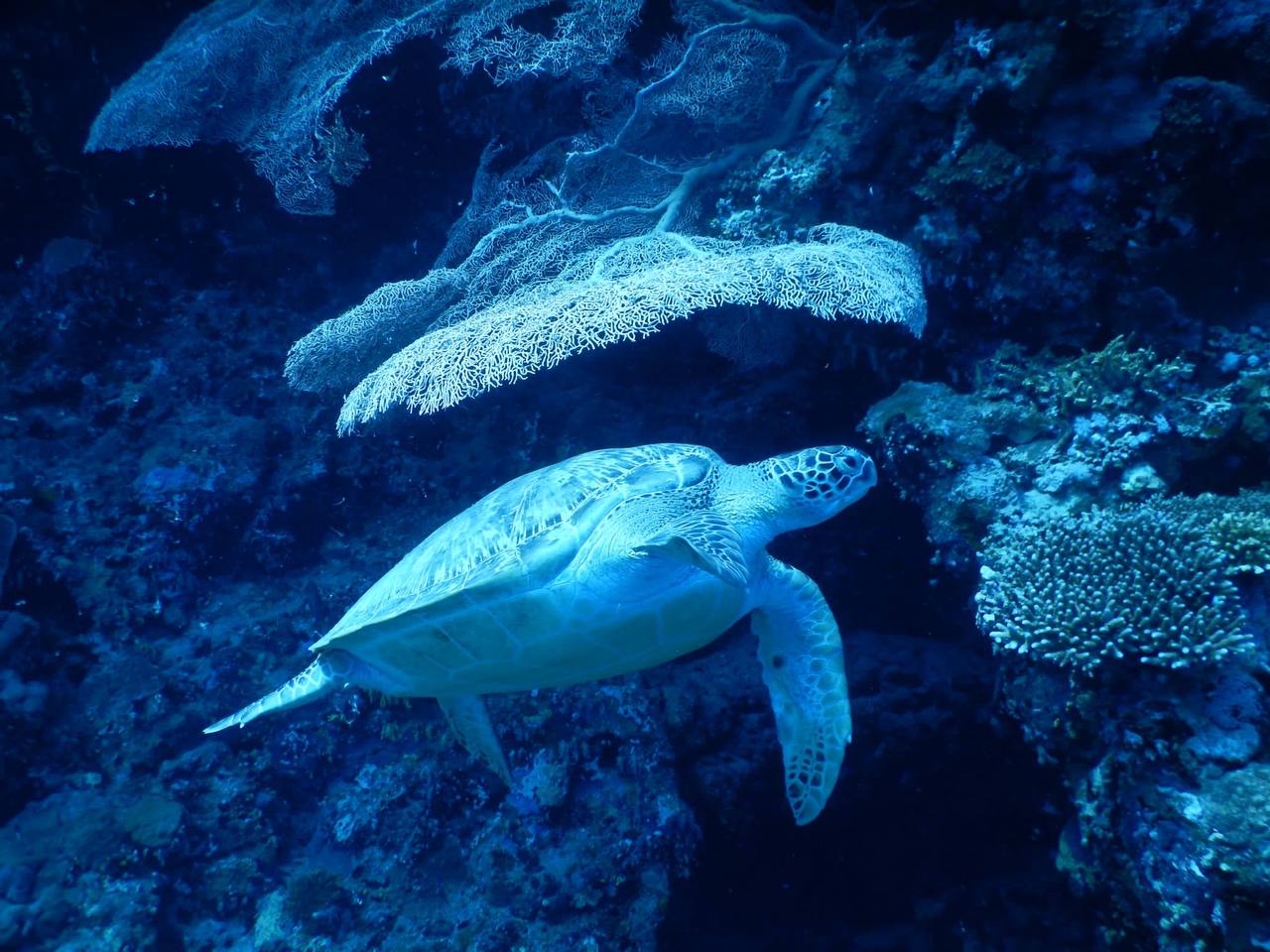 Speed boat snorkeling Tiran Island