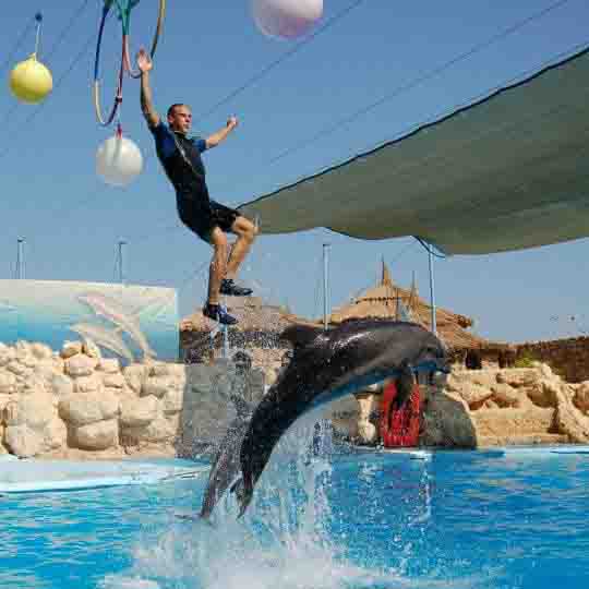 Dolphins Show &