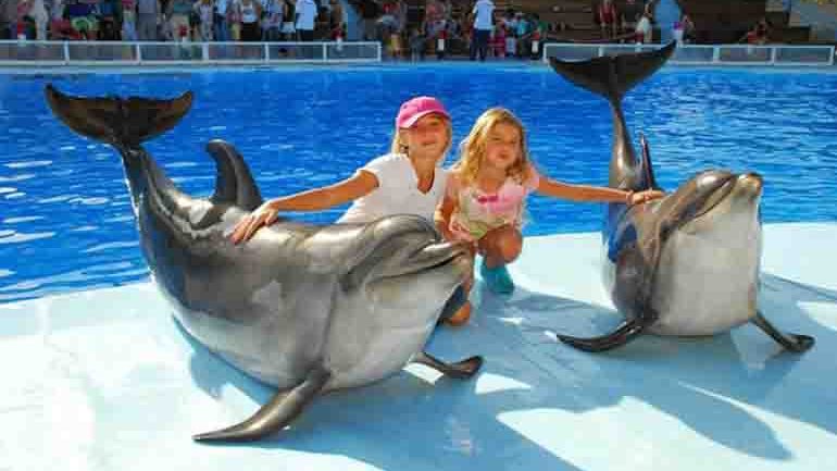 Dolphins Show &