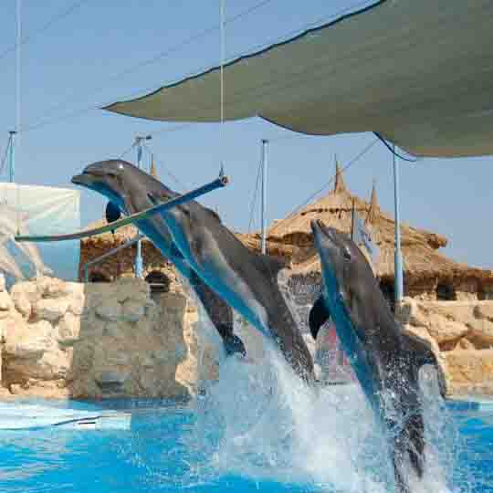 Dolphins Show &