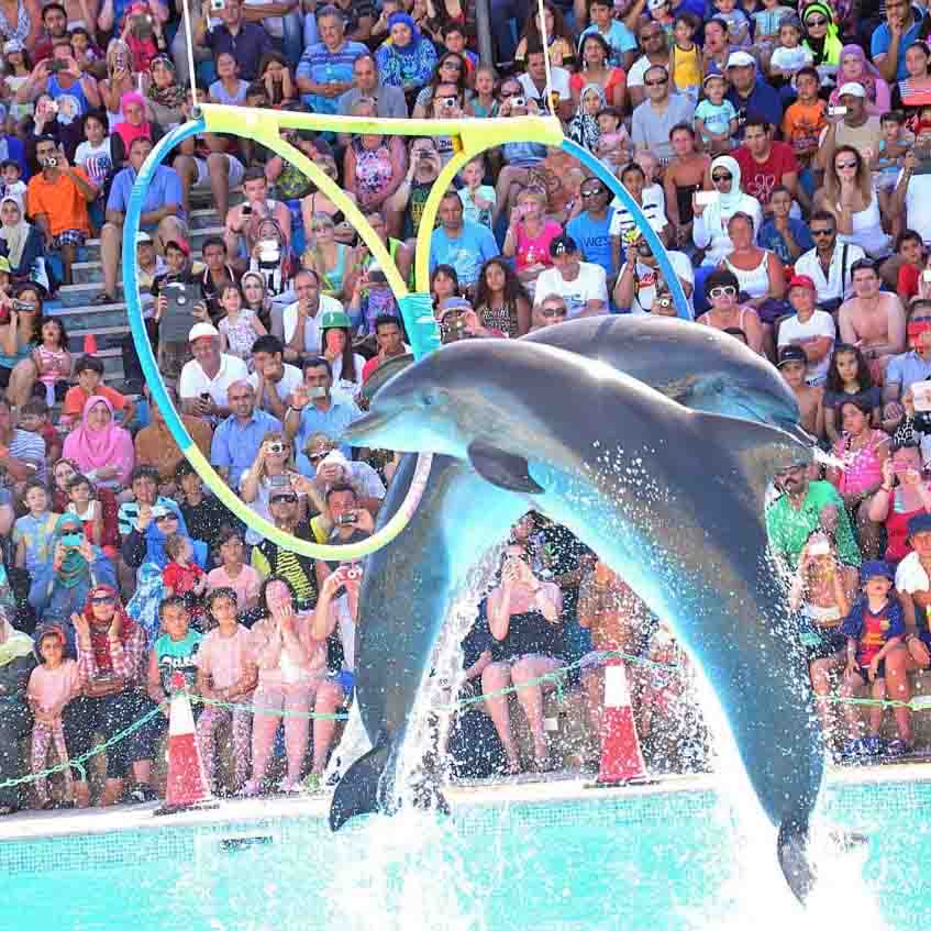 Dolphins Show &