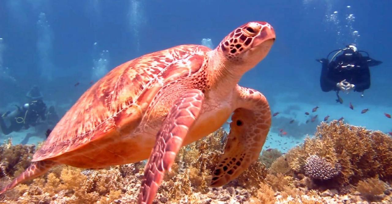 Tiran island Snorkeling Trip