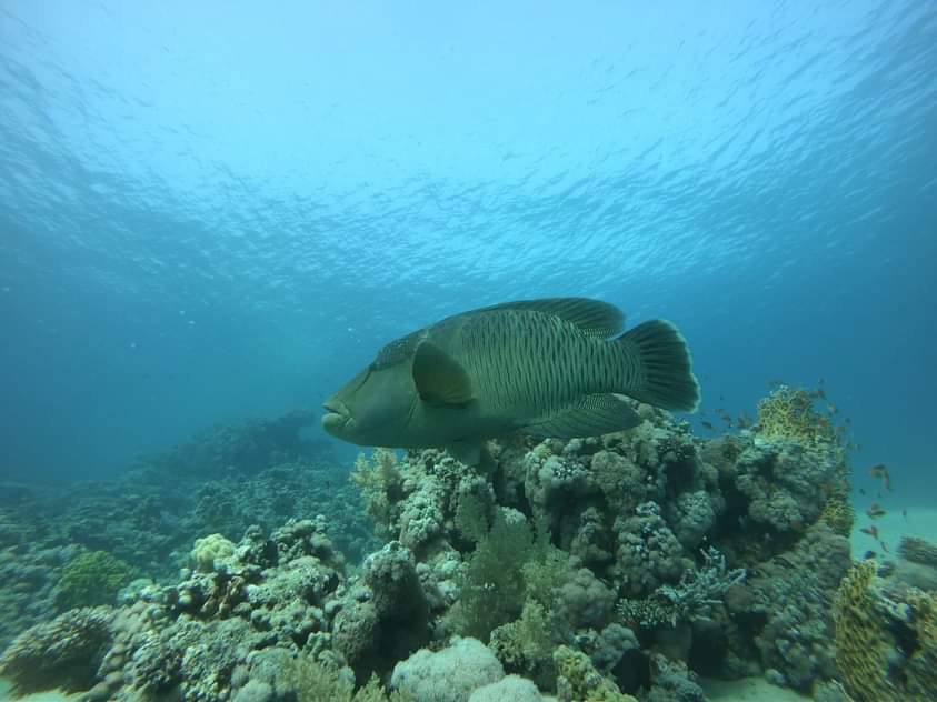 Tiran island Snorkeling Trip