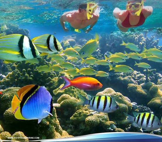 Tiran island Snorkeling Trip